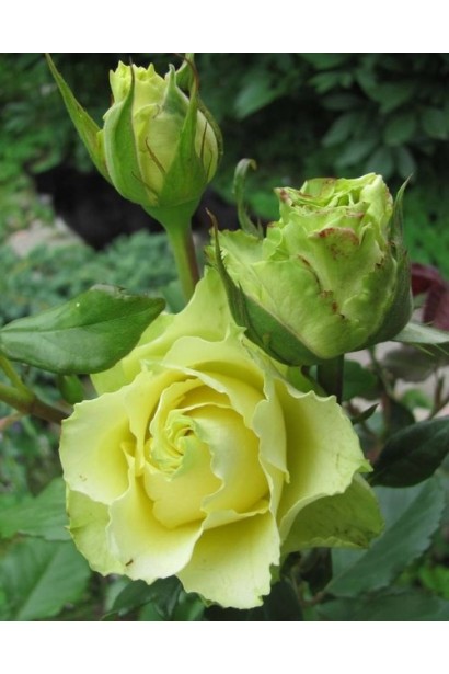 Квітка чайно-гібридної троянди ‘Лімбо’ крупним планом